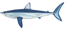 Shortfin Mako